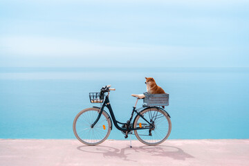 Dog in bicycle box 