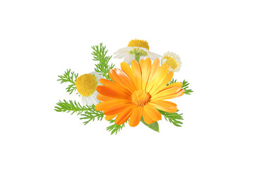 Calendula officinalis and chamaemelum nobile flowers and leaves bunch isolated transparent png. White daisy and pot marigold in bloom. 
Calendula and chamomile medicine plants. 
