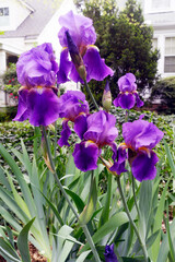 blooming spring iris