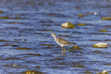 The lesser yellowlegs (Tringa flavipes) on the river.