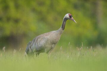 Common crane, Eurasian crane - Grus grus walking in green grass with meadow in background. Photo from Lubusz Voivodeship in Poland.	