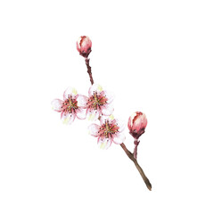 A blossoming branch from tree, sakura, cherry, apple or apricot buds and flowers. Spring blossoms, springtime watercolor clipart for card, label print Hand drawn isolated illustration white background