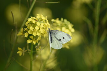 Cabbage white butterfly (Pieris rapae 