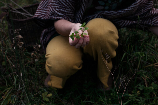 Hands collecting herbs in the forest