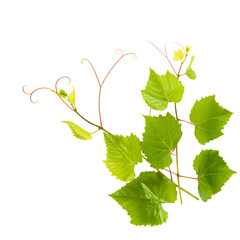 Grapevine with green leaves isolated on white. There is free space for text. - 789599501