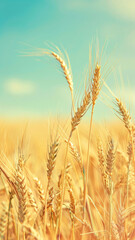 Fototapeta premium Golden Wheat Field Under Sunny Blue Sky