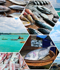 Fisheries on the coast of Sri Lanka. Photocollage.