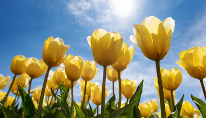 Fototapeta premium Tulips in field. Row of colorful yellow tulip flowers with a sunny blue sky. Flower photography.