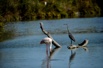 Flamingos