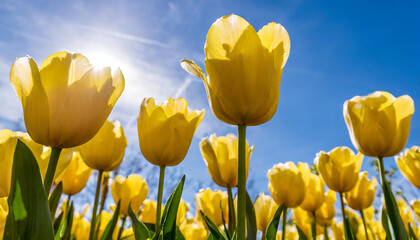 Tulips in field. Row of colorful yellow tulip flowers with a sunny blue sky. Flower photography.