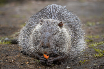  A grey fur nutria sits on the ground and eats a piece of carrot with closed eyes toward the camera lens on a cloudy spring evening. - Powered by Adobe