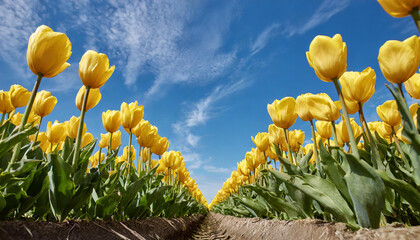 Tulips in field. Row of colorful yellow tulip flowers with a sunny blue sky. Flower photography. - obrazy, fototapety, plakaty