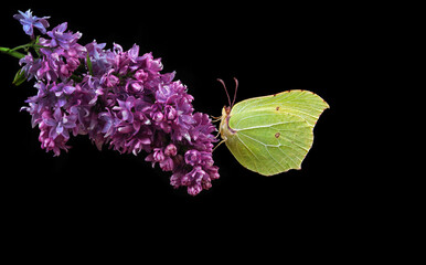 bright yellow butterfly on purple flowers. butterfly on lilac flowers in dew drops isolated on black. brimstones butterfly. - 789600371