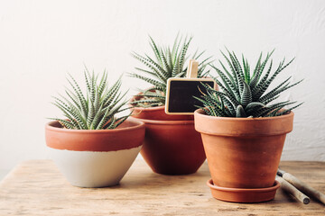 Succulent plants in small pots.
