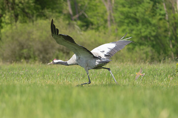 Common crane, Eurasian crane - Grus grus starts flying with spread wings and with green meadow in background. Photo from Lubusz Voivodeship in Poland.