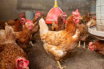 Várias galinhas soltas de perto dentro de um galinheiro