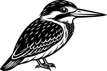 Kingfisher bird, on white background