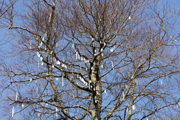 Trunk and branches of a tree without leaves decorated with small mirrors