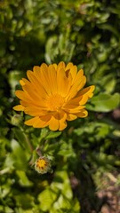 Yellow Bloomed Flower Close-Up View