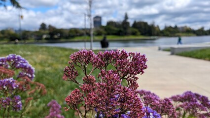 Sea Lavender at Snow Park