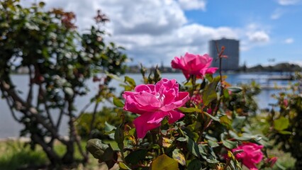 Pink Rose, by the Lake