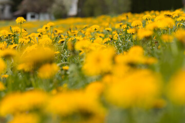 Aufnahme einer gelbblühenden Löwenzahnwiese