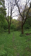 Fototapeta premium trees in the park