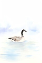 Canada Goose, Canada goose gracefully swimming on a tranquil, misty lake