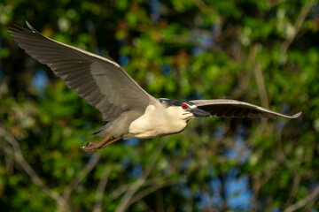 Black-crowned night heron flying