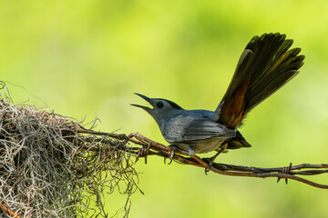 Gray Catbird