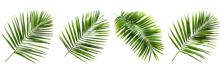 Set of a coconut leaves on a ,transparent background - obrazy, fototapety, plakaty