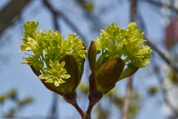The flower buds of the holly maple are blooming (lat. Acer platanoides). Holly maple is a woody...