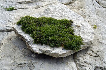 : Natural and simple presentation surface: light stone with a textured patch of green moss. - obrazy, fototapety, plakaty