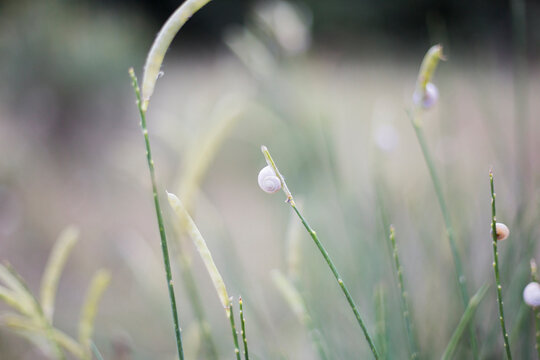 Little snail on grass