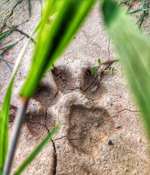 footprint, foot of Dog, animal foot, dog walking 