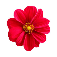 Red flower png