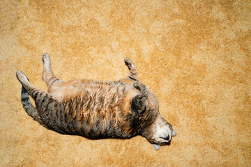 Fat Tabby cat on a yellow carpet with hard flash light 