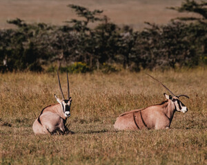 Graceful Beisa Oryx roaming the Ol Pejeta Conservancy