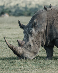 Obraz premium Black rhino with a bird companion in Ol Pejeta, Kenya.