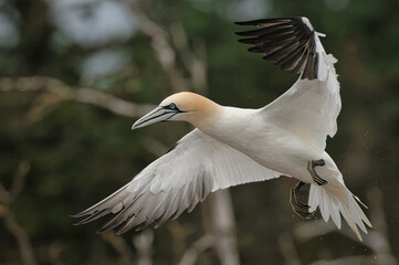 Northern Gannet in flight above the colony looking for its partner