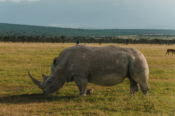 Obraz premium Black rhino with a bird companion in Ol Pejeta, Kenya