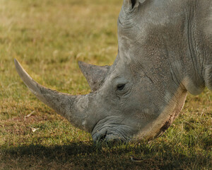 Obraz premium Close-up of a black rhino grazing in the warm Kenyan light