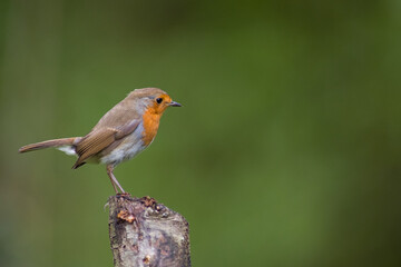 Single adult robin (erithacus rubecula) perched amid spring foliage