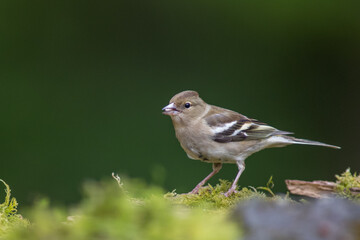 Closeup of a female chaffinch, Fringilla coelebs, singing on a tree in a green forest.