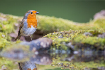 Fototapeta premium Single adult robin (erithacus rubecula) perched amid spring foliage