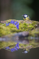 The great tit (Parus major) is a passerine bird in the tit family Paridae.