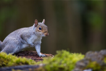 The eastern gray squirrel, also known as the grey squirrel depending on region, is a tree squirrel in the genus Sciurus. It is native to eastern North America.