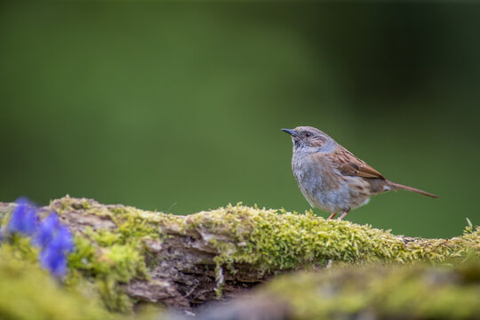 Bathing dunnock (Prunella modularis) at autumn sunrise
