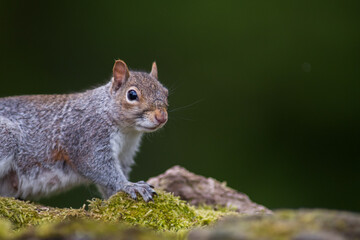 The eastern gray squirrel, also known as the grey squirrel depending on region, is a tree squirrel...