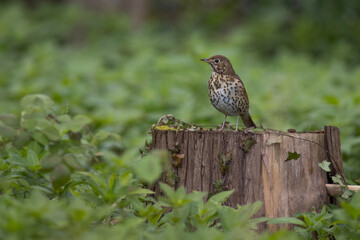 The mistle thrush (Turdus viscivorus)